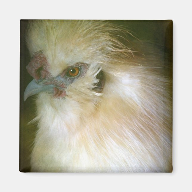 Silkie Rooster Magnet (Vorne)