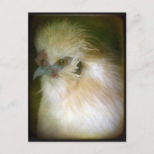 Silkie Rooster Postkarte (Vorderseite)