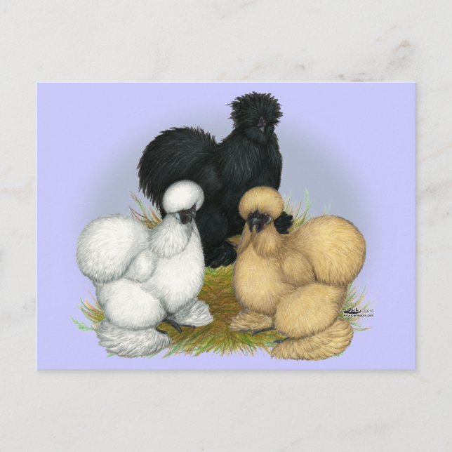 Silkie Trio Postkarte (Vorderseite)