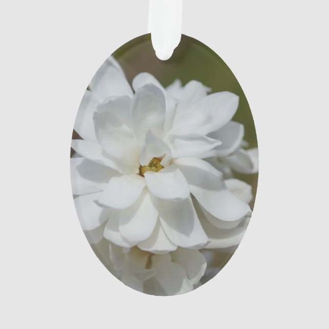 Silky Magnolia Ornament (Rückseite)