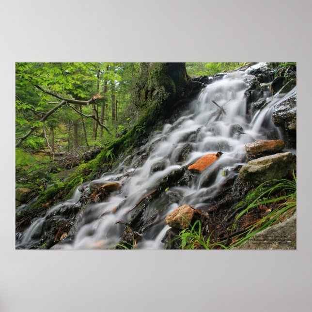Silky Roots Forest Cascade Poster (Vorne)