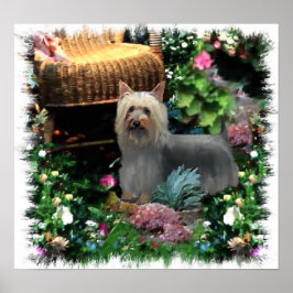 Silky Terrier Art Print Poster