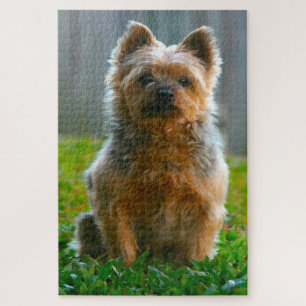 Silky Terrier Dog Jigsaws. Puzzle