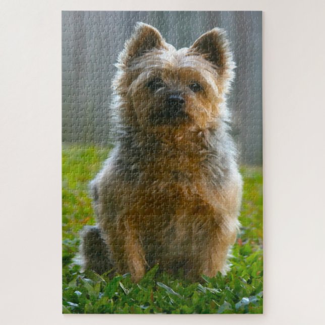 Silky Terrier Dog Jigsaws. Puzzle (Vertikal)