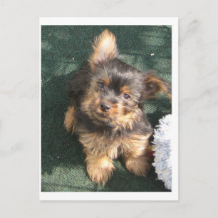 Silky Terrier Welpe 10 Wochen alt Postkarte