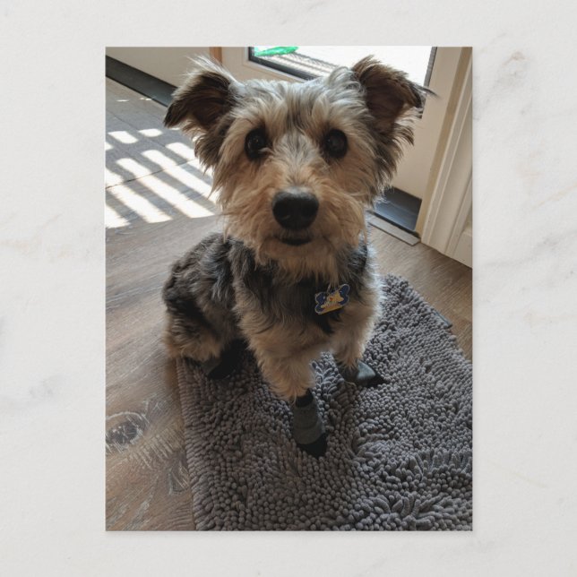 Silky Terrier Will eine Leckerei Postkarte (Vorderseite)
