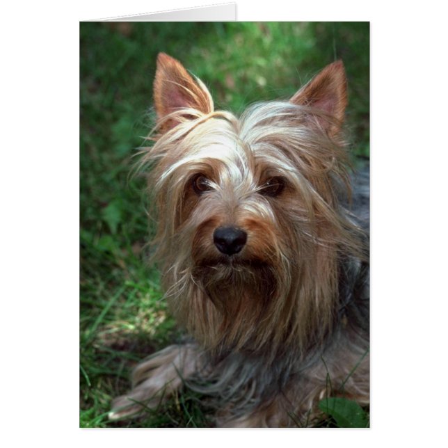 Silky Toy Terrier (Vorne)
