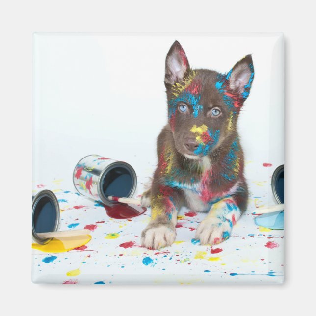 Silly Husky Puppy got into Paint Buckets Magnet (Vorne)