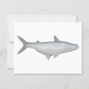 Silond Catfish Postkarte