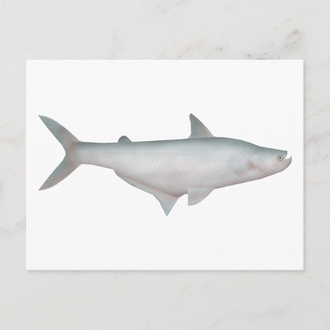 Silond Catfish Postkarte (Vorderseite)