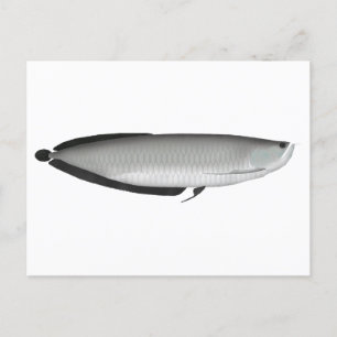 Silver Arowana Postkarte