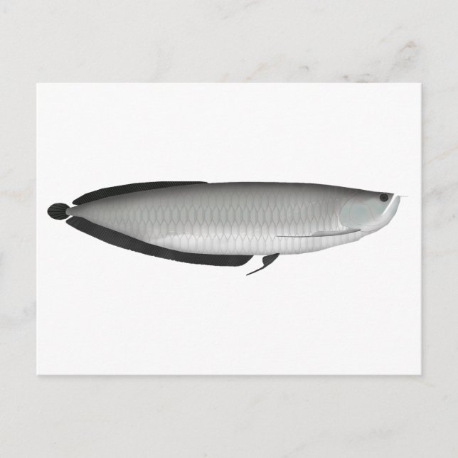 Silver Arowana Postkarte (Vorderseite)