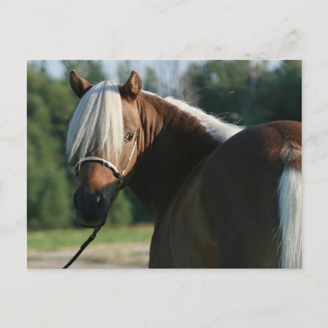 Silver Bay Miniatur Horse Mare Postkarte (Vorderseite)