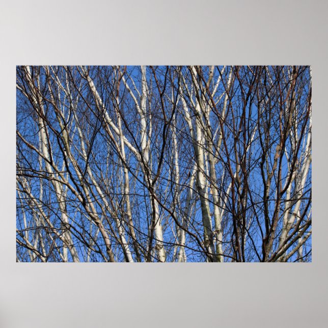 Silver Birch Branches Poster (Vorne)