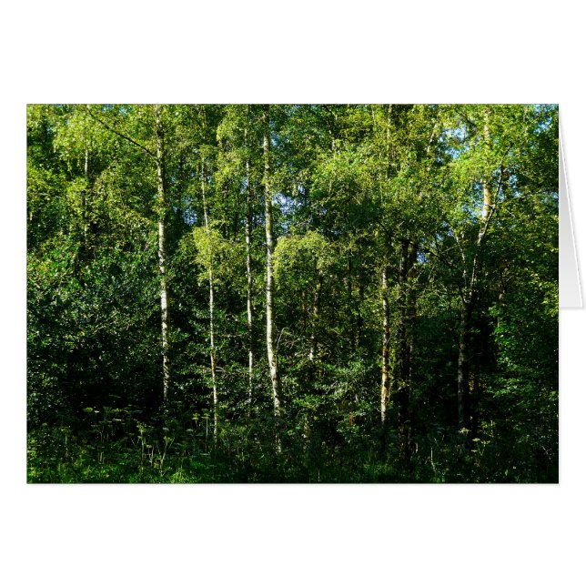 Silver Birch Trees (Vorderseite (Horizontal))