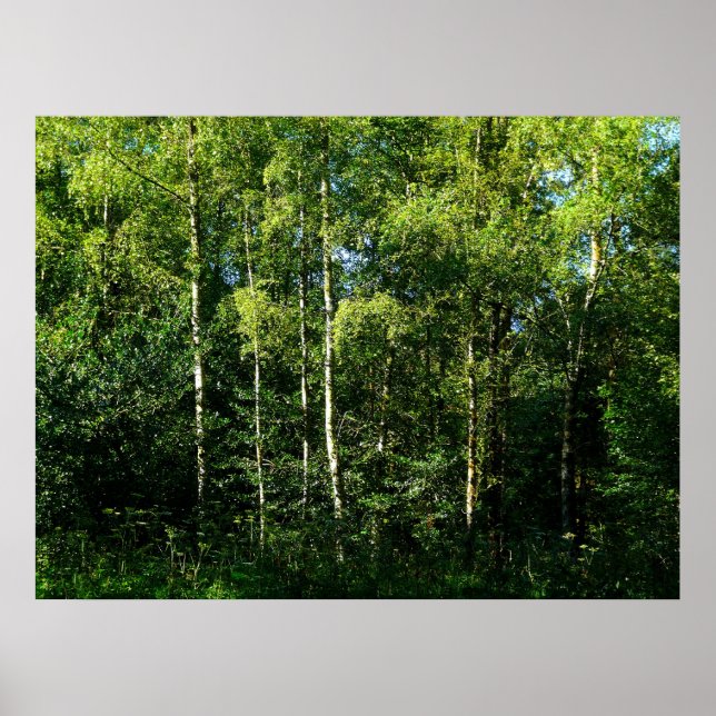 Silver Birch Trees Poster (Vorne)