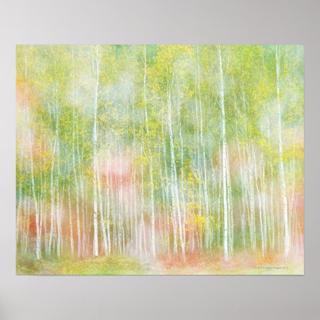 Silver Birch Trees Poster (Vorne)