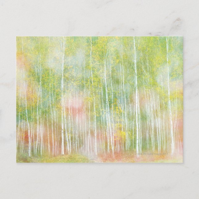 Silver Birch Trees Postkarte (Vorderseite)