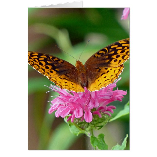 Silver Checkerspot Butterfly (Vorne)
