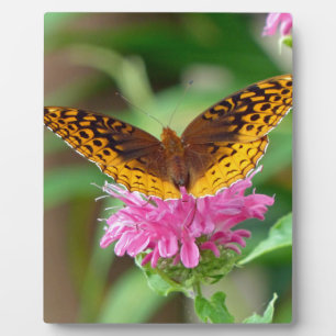 Silver Checkerspot Butterfly Fotoplatte