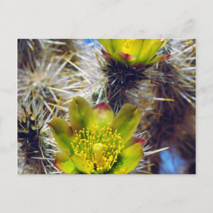 Silver Cholla Cactus Wildblumen Postkarte