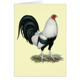 Silver Duckwing Gamecock