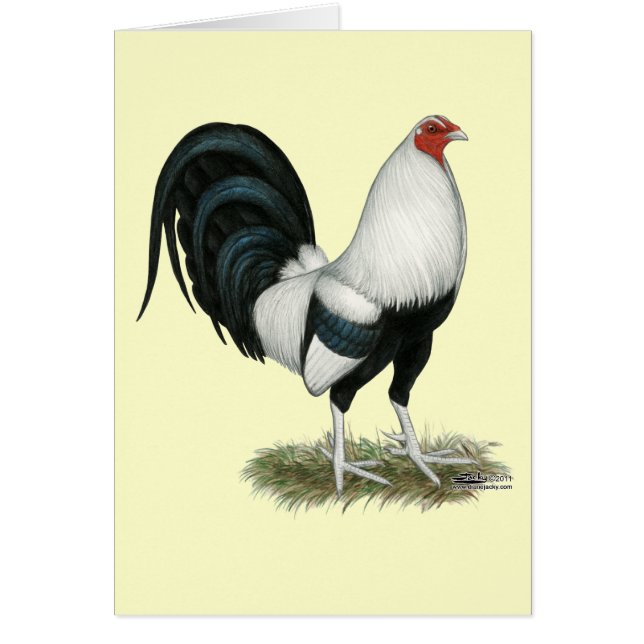 Silver Duckwing Gamecock (Vorne)