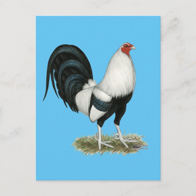 Silver Duckwing Gamecock Postkarte (Vorderseite)