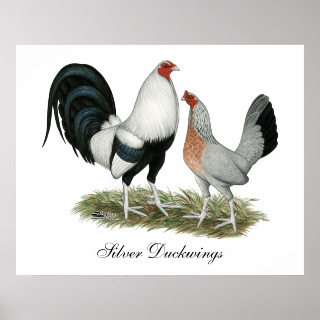 Silver Duckwing Gamefowl Poster (Vorne)