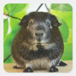 Silver Fox Guinea Schwein und Baum Quadratischer Aufkleber