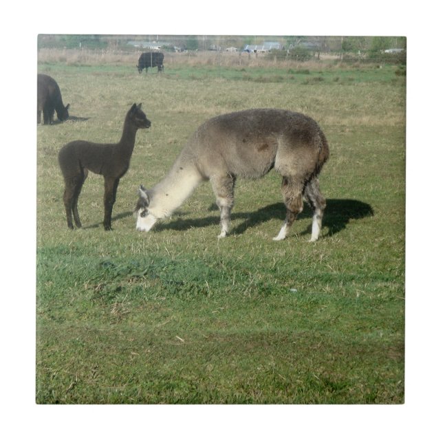 Silver Gray Alpaca & Cria Fliese (Vorderseite)