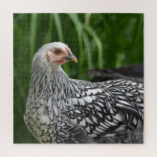 Silver Laced Chicken Puzzle