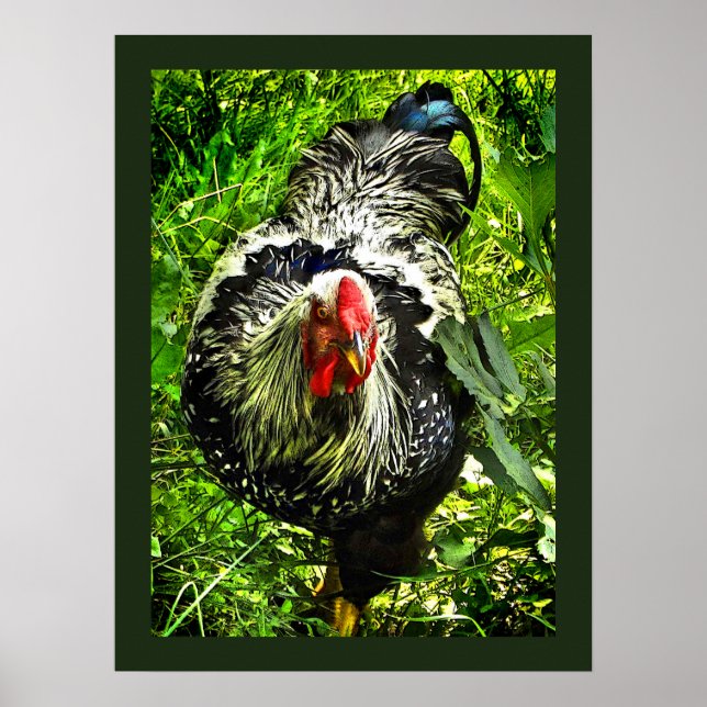 Silver Laced Wyandotte Rooster Green Animal Poster (Vorne)