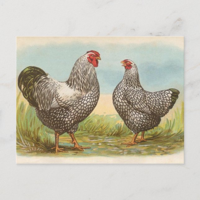 Silver Laced Wyandottes Postkarte (Vorderseite)