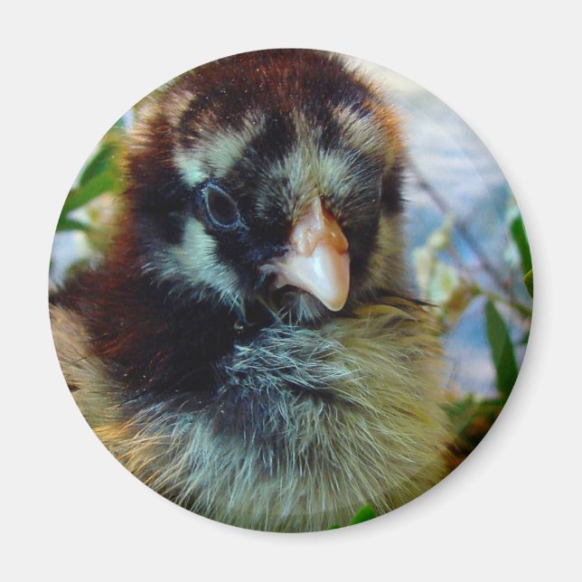 Silver Lacke Cochin Chick in Studio Einstellung Magnet (Vorne)