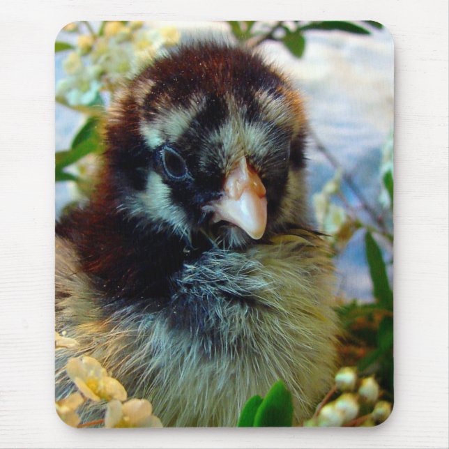 Silver Lacke Cochin Chick in Studio Einstellung Mousepad (Vorne)