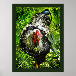 Silver Lacke Wyandotte Rooster Green Animal Poster