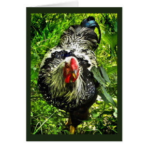 Silver Lacke Wyandotte Rooster Green Blank Card