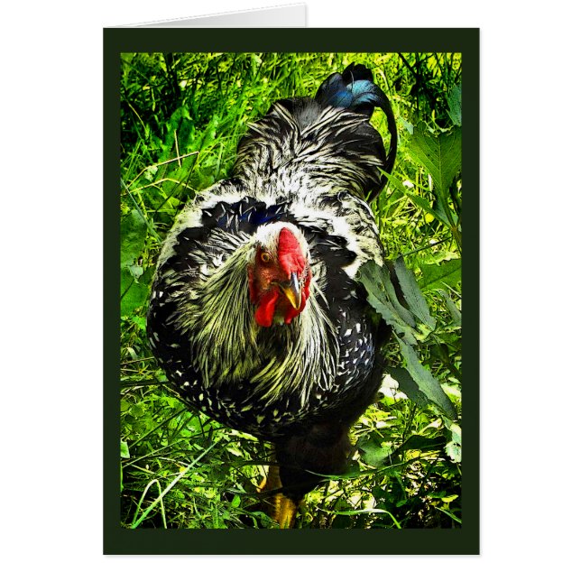 Silver Lacke Wyandotte Rooster Green Blank Card (Vorne)