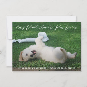 Silver Lining Foto Pet Adoption Ankündigung