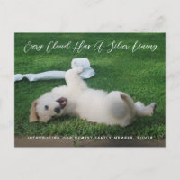 Silver Lining Foto von PET Adoptionsadoption