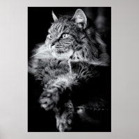 Silver Long Hair Tabby Cat