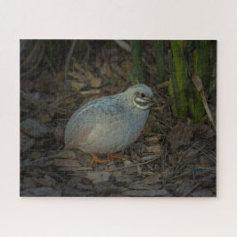 Silver Male Button Quail im Gras Puzzle
