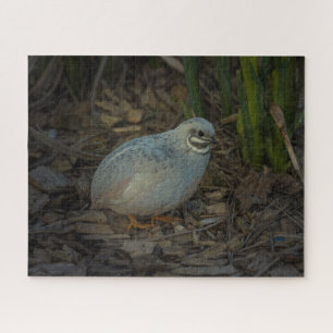 Silver Male Button Quail im Gras Puzzle