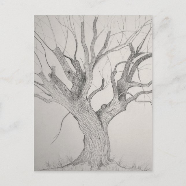 Silver Maple Postkarte (Vorderseite)