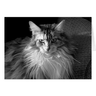 Silver Patched Tabby mit White Maine Coon Cat