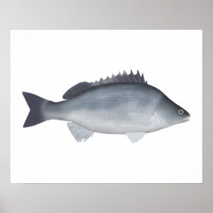 Silver Perch Poster