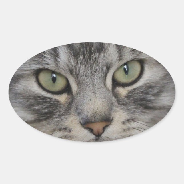 Silver Persian Cat Face Oval Stickers (Vorderseite)