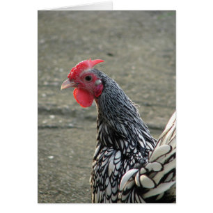 Silver Sebright Bantam Rooster