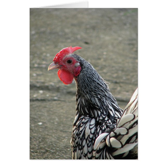 Silver Sebright Bantam Rooster (Vorne)